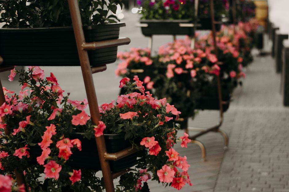 Close-up of vibrant pink petunias with ruffled petals and green foliage arranged in black plastic pots placed on wooden and metal plant stands along a paved street. The flowers appear fresh and health