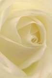 Inviting you into its heart, this cream-white rose from a South Harrow florist unfolds in a gentle spiral, each petal as soft as morning light over Alexandra Avenue. The delicate structure and near-translucent edges evoke the sensation of touching dew-kissed silk-so smooth you can almost feel the coolness beneath your fingertips. Between every curling fold, subtle shadows create a serene depth, turning the bloom's centre into a tranquil sanctuary. The air around the rose brims with quiet meaning, reflecting the kind of peace you might discover on an early walk through South Harrow's parks or in the comfort of a thoughtful gesture from a neighbour. Such a rose shines as a symbol of reverence, perfectly suited for expressions of sympathy, admiration, or the promise of new beginnings. The close perspective captures not only the flower's immaculate form and understated fragrance, but also the mindful artistry local florists pour into every hand-chosen stem and composition for the people they serve in South Harrow.